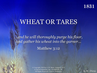 WHEAT OR TARES